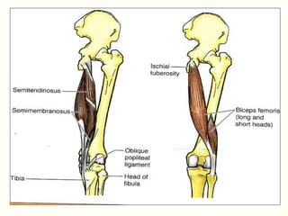 human anatomy -Back of thigh | PPT