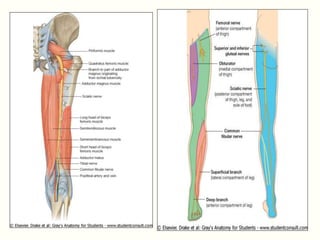 human anatomy -Back of thigh | PPT