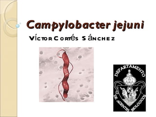 Campylobacter jejuni
Víctor C ortés S ánch e z
 
