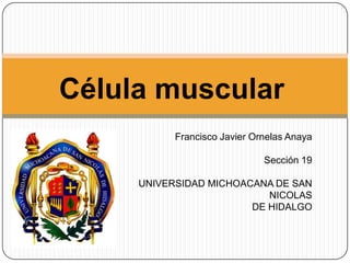 Célula muscular
           Francisco Javier Ornelas Anaya

                              Sección 19

     UNIVERSIDAD MICHOACANA DE SAN
                           NICOLAS
                        DE HIDALGO
 