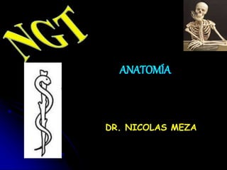 ANATOMÍA
DR. NICOLAS MEZA
 