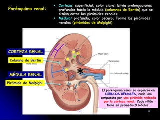 Capitulo 17 del Libro de Latarjet- CFC - RIÑONES.pptx