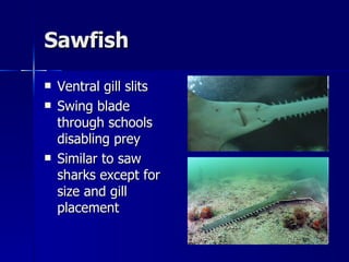 Sawfish Ventral gill slits Swing blade through schools disabling prey Similar to saw sharks except for size and gill placement 