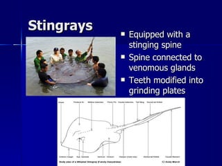 Stingrays Equipped with a stinging spine Spine connected to venomous glands Teeth modified into grinding plates 