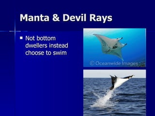 Manta & Devil Rays Not bottom dwellers instead choose to swim 
