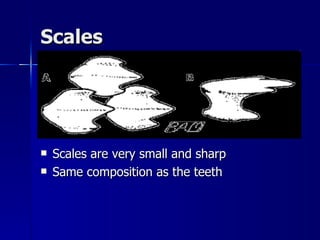 Scales Scales are very small and sharp Same composition as the teeth 