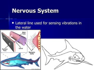 Nervous System Lateral line used for sensing vibrations in the water 