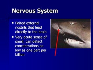 Nervous System Paired external nostrils that lead directly to the brain Very acute sense of smell, can detect concentrations as low as one part per billion 