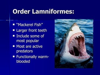 Order Lamniformes: “ Mackerel Fish” Larger front teeth Include some of most popular Most are active predators Functionally warm-blooded 