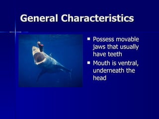 General Characteristics Possess movable jaws that usually have teeth Mouth is ventral, underneath the head 