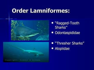 Order Lamniformes: “ Ragged-Tooth Sharks” Odontaspididae “ Thresher Sharks” Alopiidae 
