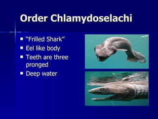 Order Chlamydoselachi “ Frilled Shark” Eel like body Teeth are three pronged Deep water 