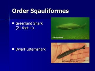 Order Sqauliformes Greenland Shark (21 feet +) Dwarf Laternshark 