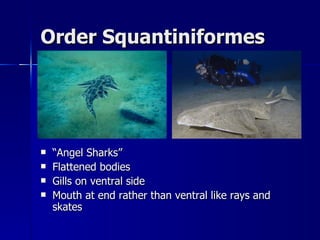 Order Squantiniformes “ Angel Sharks” Flattened bodies Gills on ventral side Mouth at end rather than ventral like rays and skates 