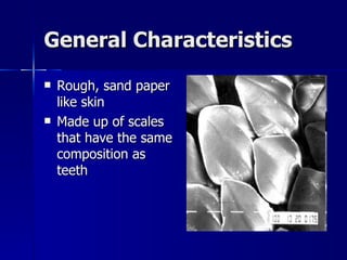 General Characteristics Rough, sand paper like skin Made up of scales that have the same composition as teeth 