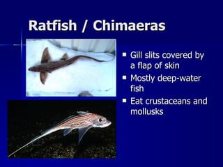 Ratfish / Chimaeras Gill slits covered by a flap of skin Mostly deep-water fish Eat crustaceans and mollusks 