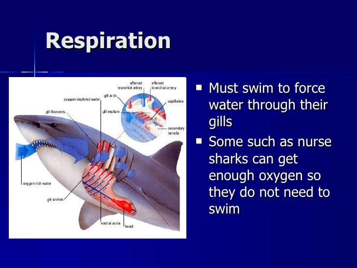 17. Class Chondrichthyes Notes