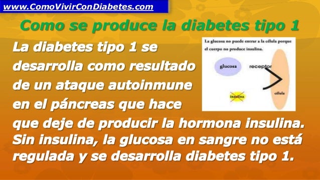 Como se Produce La Diabetes Como se Produce La Diabetes