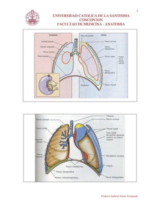 3
UNIVERSIDAD CATOLICA DE LA SANTISIMA
            CONCEPCION
  FACULTAD DE MEDICINA - ANATOMIA




                      Profesor Gabriel Astete Arriagada
 