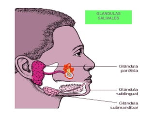 GLANDULAS
SALIVALES
 