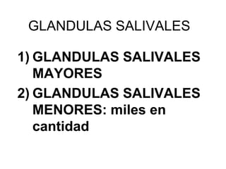 GLANDULAS SALIVALES
1) GLANDULAS SALIVALES
MAYORES
2) GLANDULAS SALIVALES
MENORES: miles en
cantidad
 