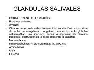 GLANDULAS SALIVALES
• CONSTITUYENTES ORGANICOS:
• Proteínas salivales
• Amilasa
• Otras enzimas: en la saliva humana total se identificó una actividad
de factor de coagulación sanguínea comparable a la globulina
antihemofílica. Las lisozimas, tienen la capacidad de hidrolizar
bacterias ( destrucción de la pared celular de la bacteria).
• Mucoproteínas
• Inmunoglobulinas y seroproteínas:Ig G, Ig A, Ig M
• Aminoácidos
• Urea
• Glucosa
 