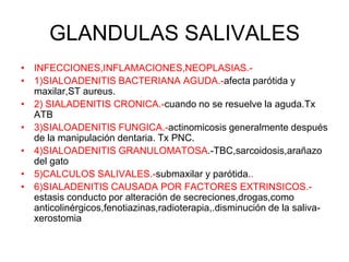 GLANDULAS SALIVALES
• INFECCIONES,INFLAMACIONES,NEOPLASIAS.-
• 1)SIALOADENITIS BACTERIANA AGUDA.-afecta parótida y
maxilar,ST aureus.
• 2) SIALADENITIS CRONICA.-cuando no se resuelve la aguda.Tx
ATB
• 3)SIALOADENITIS FUNGICA.-actinomicosis generalmente después
de la manipulación dentaria. Tx PNC.
• 4)SIALOADENITIS GRANULOMATOSA.-TBC,sarcoidosis,arañazo
del gato
• 5)CALCULOS SALIVALES.-submaxilar y parótida..
• 6)SIALADENITIS CAUSADA POR FACTORES EXTRINSICOS.-
estasis conducto por alteración de secreciones,drogas,como
anticolinérgicos,fenotiazinas,radioterapia,.disminución de la saliva-
xerostomia
 