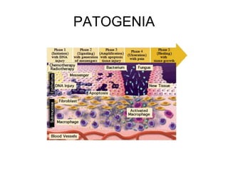 PATOGENIA
 