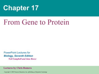 Chapter 17

From Gene to Protein

PowerPoint Lectures for
Biology, Seventh Edition
Neil Campbell and Jane Reece

Lectures by Chris Romero
Copyright © 2005 Pearson Education, Inc. publishing as Benjamin Cummings

 
