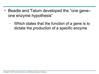• Beadle and Tatum developed the “one gene–
one enzyme hypothesis”
– Which states that the function of a gene is to
dictate the production of a specific enzyme

Copyright © 2005 Pearson Education, Inc. publishing as Benjamin Cummings

 