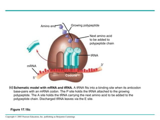 17 genetoprotein text | PPT