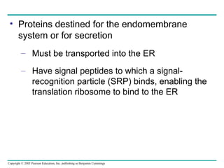 • Proteins destined for the endomembrane
system or for secretion
– Must be transported into the ER
– Have signal peptides to which a signalrecognition particle (SRP) binds, enabling the
translation ribosome to bind to the ER

Copyright © 2005 Pearson Education, Inc. publishing as Benjamin Cummings

 