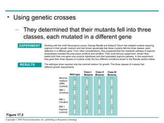 • Using genetic crosses
– They determined that their mutants fell into three
classes, each mutated in a different gene
EXPERIMENT

RESULTS

Working with the mold Neurospora crassa, George Beadle and Edward Tatum had isolated mutants requiring
arginine in their growth medium and had shown genetically that these mutants fell into three classes, each
defective in a different gene. From other considerations, they suspected that the metabolic pathway of arginine
biosynthesis included the precursors ornithine and citrulline. Their most famous experiment, shown here,
tested both their one gene–one enzyme hypothesis and their postulated arginine pathway. In this experiment,
they grew their three classes of mutants under the four different conditions shown in the Results section below.
The wild-type strain required only the minimal medium for growth. The three classes of mutants had
different growth requirements
Wild type
Minimal
medium
(MM)
(control)
MM +
Ornithine
MM +
Citrulline

Figure 17.2

MM +
Arginine
(control)

Copyright © 2005 Pearson Education, Inc. publishing as Benjamin Cummings

Class I
Mutants

Class II
Mutants

Class III
Mutants

 