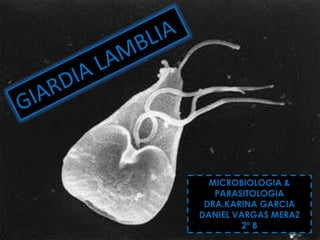 Giardia lamblia



              MICROBIOLOGIA &
               PARASITOLOGIA
             DRA.KARINA GARCIA
            DANIEL VARGAS MERAZ
                     2º B
 