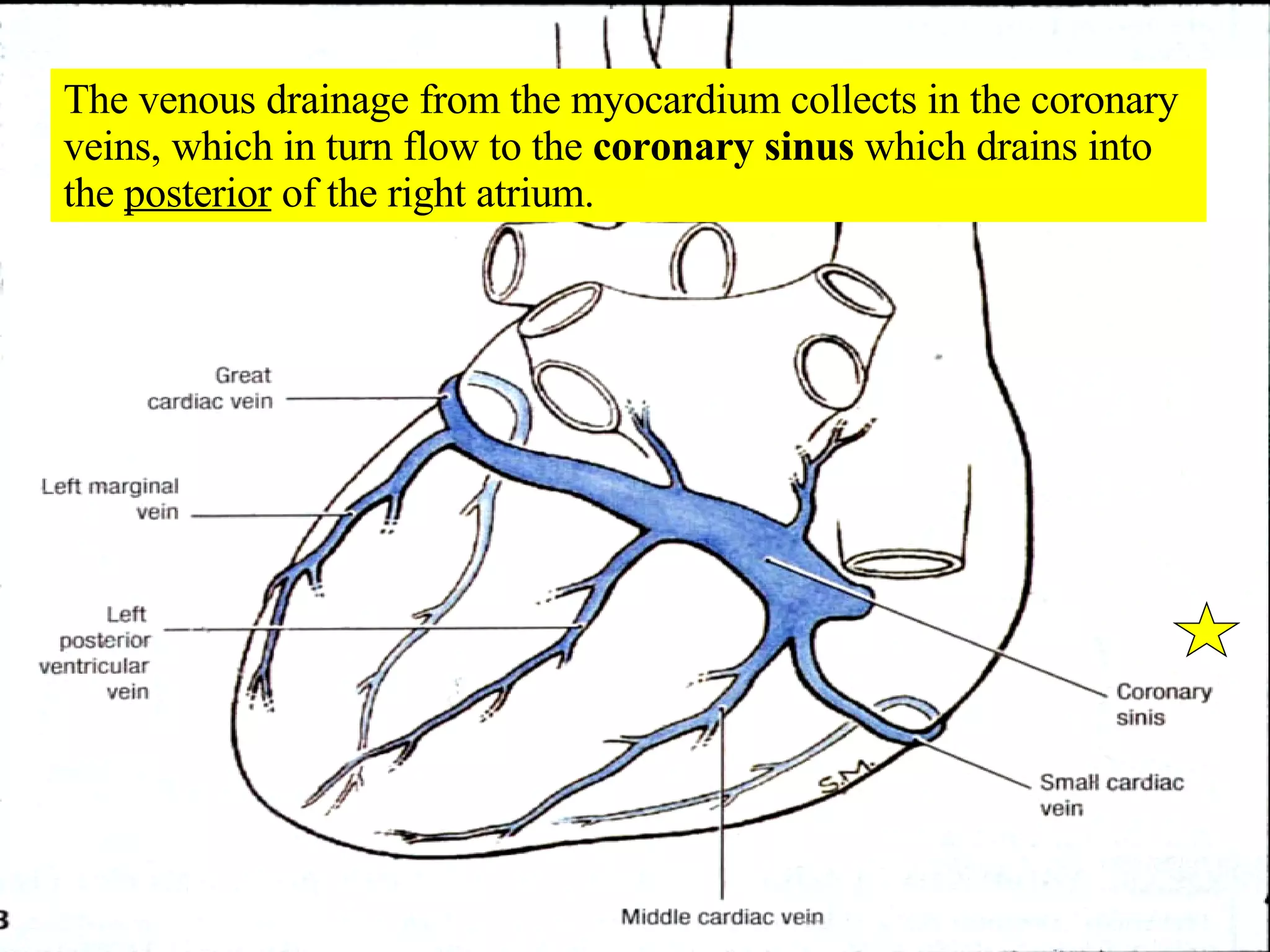 The venous drainage from the myocardium collects in the coronary veins, which in turn flow to the  coronary sinus  which drains into the  posterior  of the right atrium. 