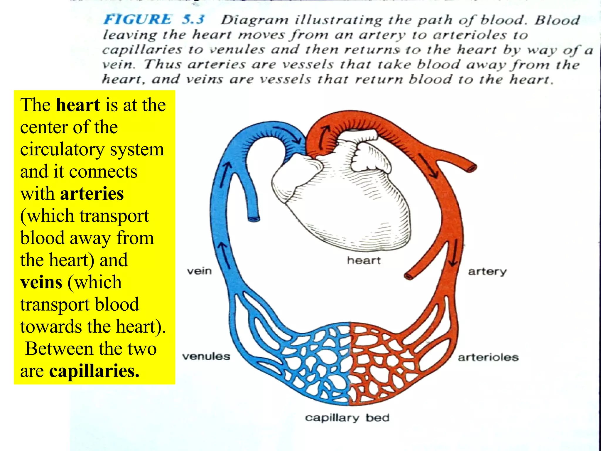 The  heart  is at the center of the circulatory system and it connects with  arteries  (which transport blood away from the heart) and  veins  (which transport blood towards the heart).  Between the two are  capillaries. 