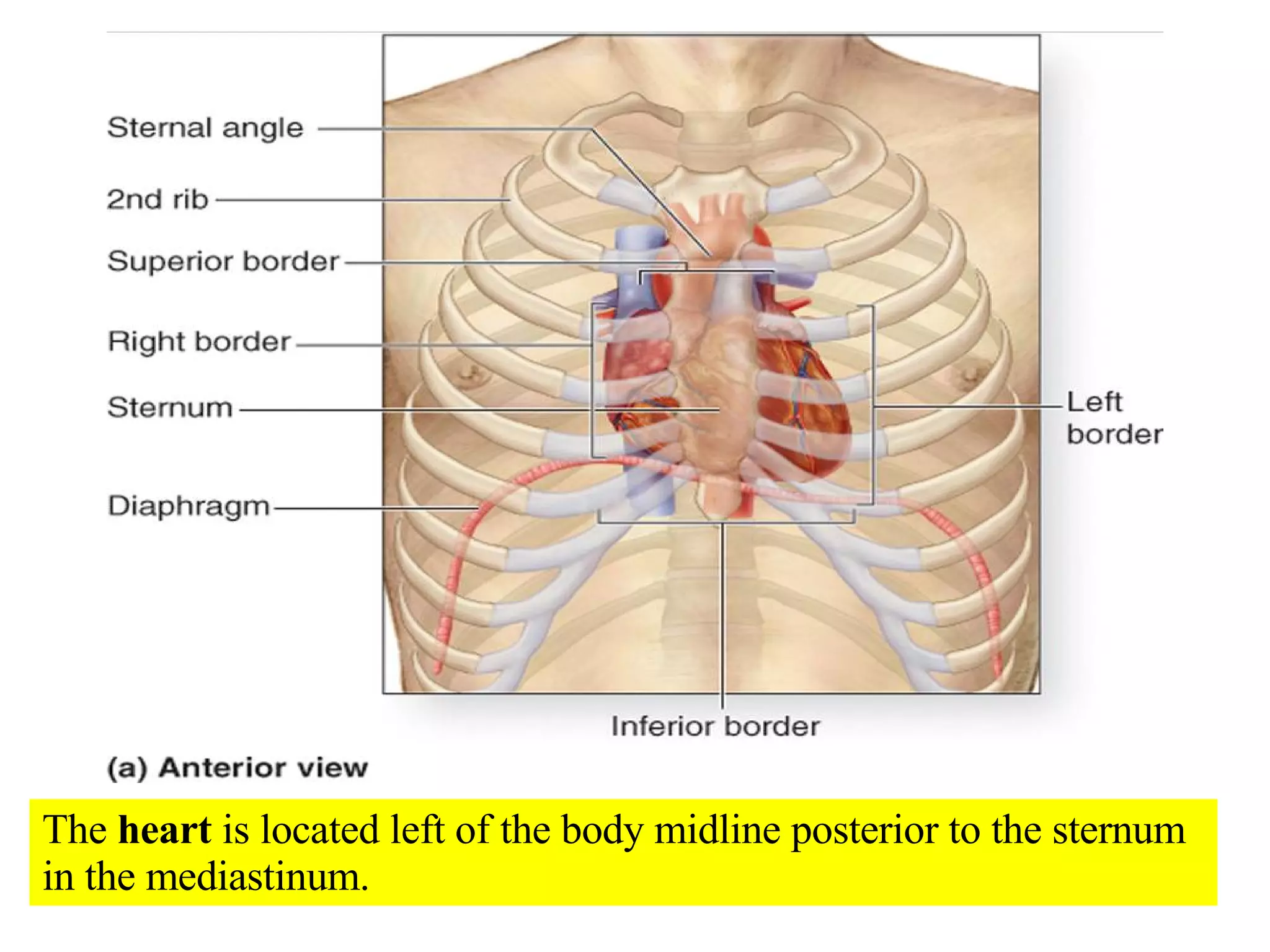 The  heart  is located left of the body midline posterior to the sternum in the mediastinum. 
