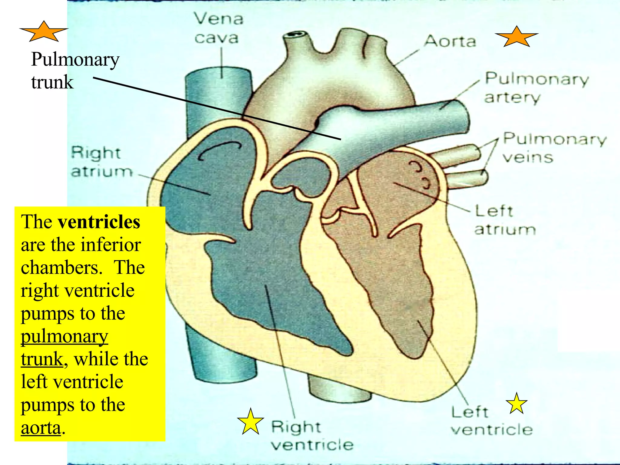 The  ventricles  are the inferior chambers.  The right ventricle pumps to the  pulmonary trunk , while the left ventricle pumps to the  aorta . Pulmonary trunk 