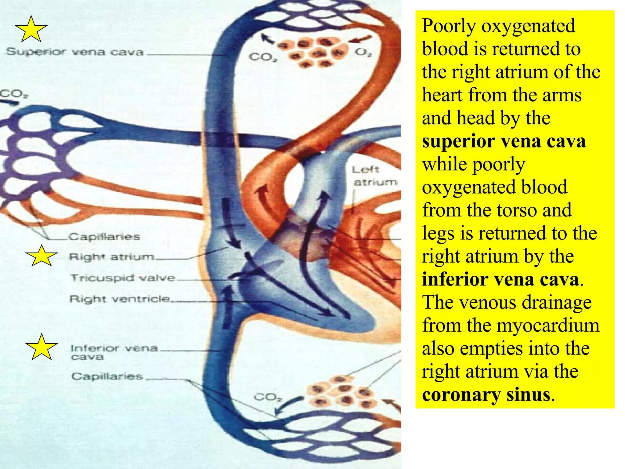Poorly oxygenated blood is returned to the right atrium of the heart from the arms and head by the  superior vena cava  while poorly oxygenated blood from the torso and legs is returned to the right atrium by the  inferior vena cava . The venous drainage from the myocardium also empties into the right atrium via the  coronary sinus . 