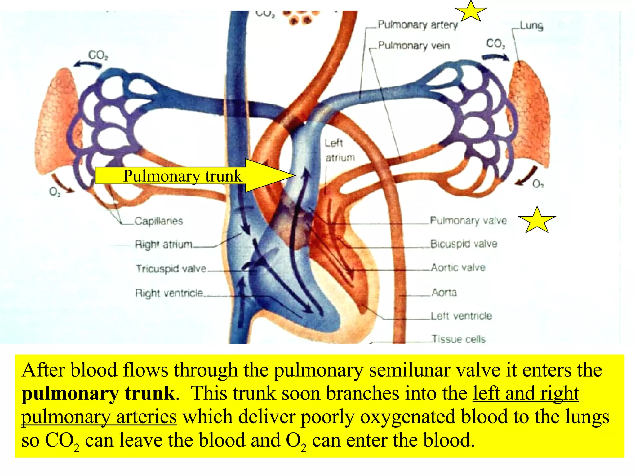Pulmonary trunk After blood flows through the pulmonary semilunar valve it enters the  pulmonary trunk .  This trunk soon branches into the  left and right pulmonary arteries  which deliver poorly oxygenated blood to the lungs so CO 2  can leave the blood and O 2  can enter the blood. 