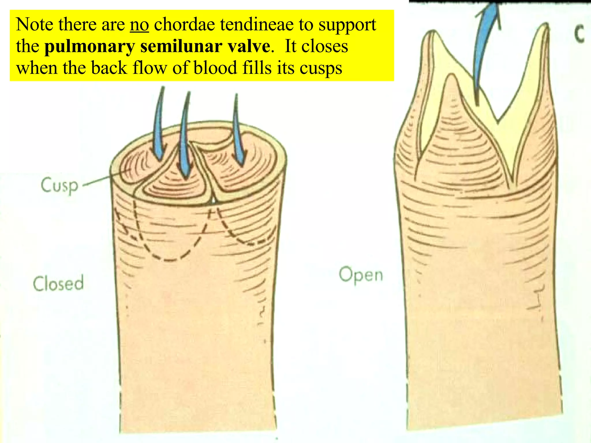 Note there are  no  chordae tendineae to support the  pulmonary semilunar valve .  It closes when the back flow of blood fills its cusps 