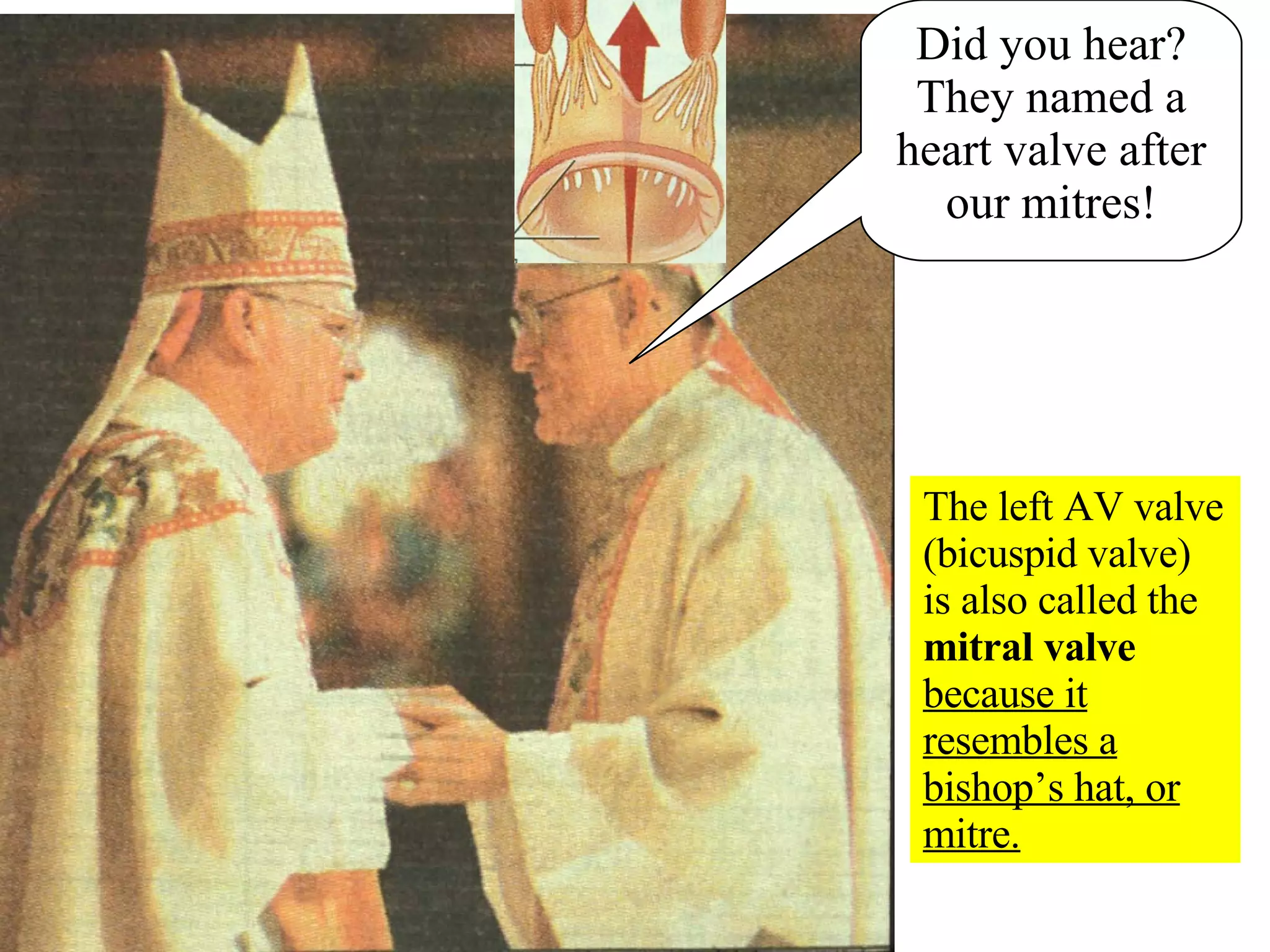 Did you hear? They named a heart valve after our mitres! The left AV valve (bicuspid valve) is also called the  mitral valve   because it resembles a bishop’s hat, or mitre. 