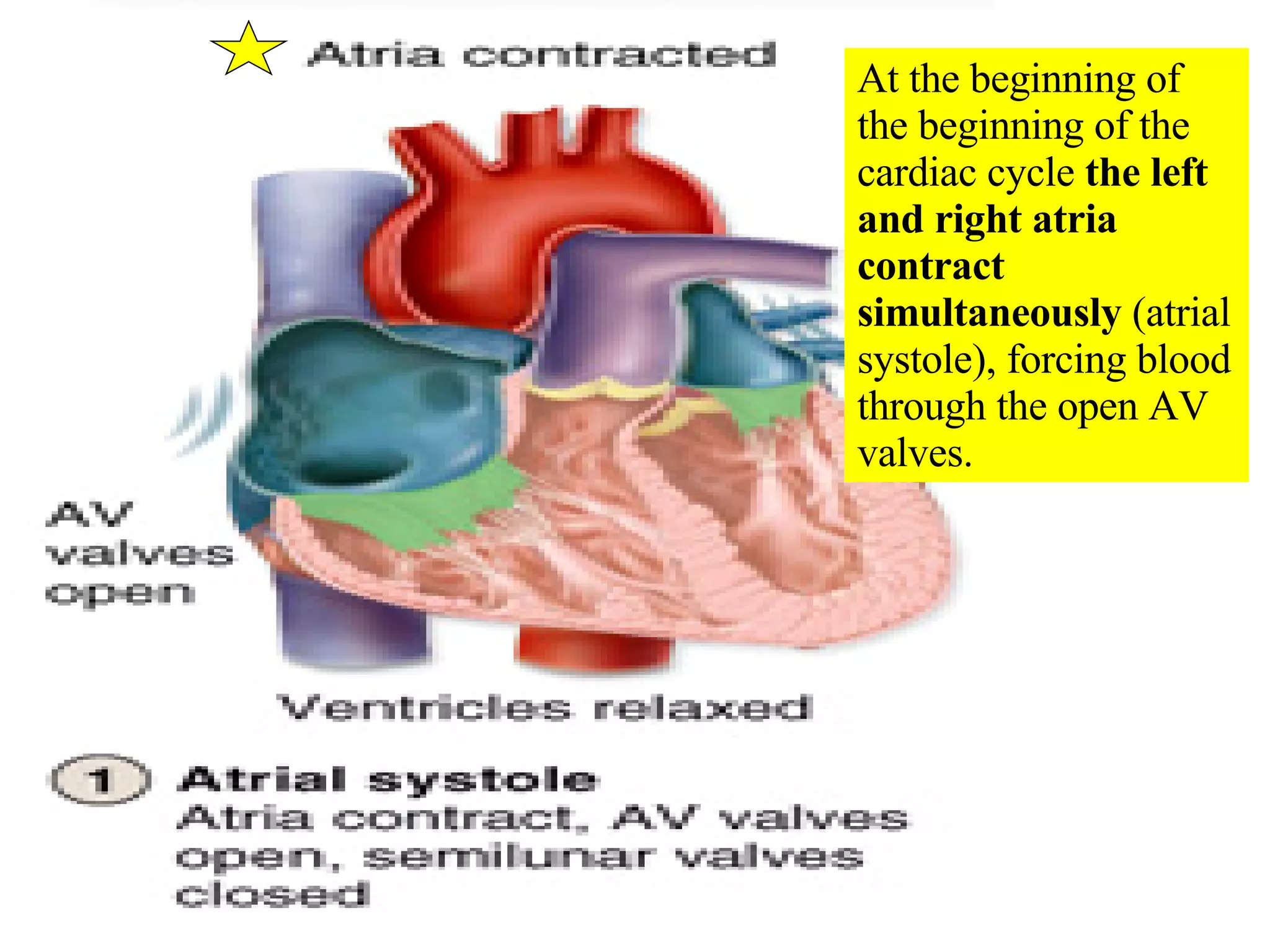 At the beginning of the beginning of the cardiac cycle  the left and right atria contract simultaneously  (atrial systole), forcing blood through the open AV valves. 