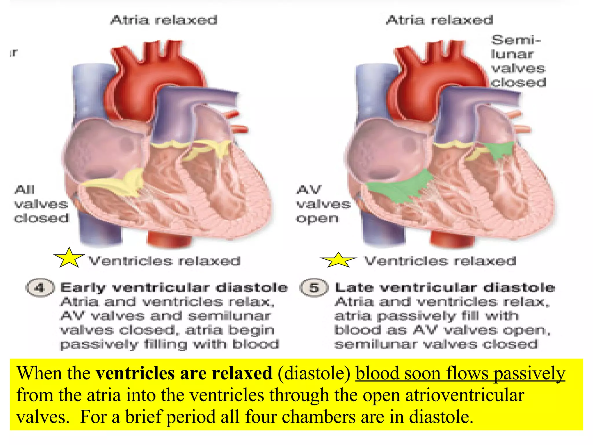 When the  ventricles are relaxed  (diastole)  blood soon flows passively  from the atria into the ventricles through the open atrioventricular valves.  For a brief period all four chambers are in diastole. 