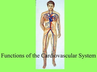 Functions of the Cardiovascular System 