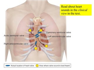 Read about heart sounds in the  clinical view  in the text. 