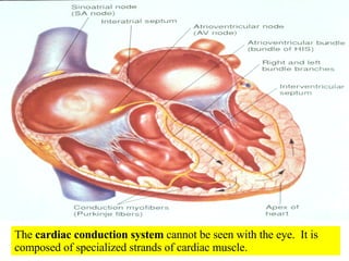 The  cardiac conduction system  cannot be seen with the eye.  It is composed of specialized strands of cardiac muscle. 