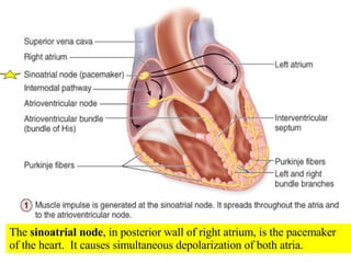The  sinoatrial node , in posterior wall of right atrium, is the pacemaker of the heart.  It causes simultaneous depolarization of both atria. 