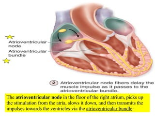 The  atrioventricular node  in the floor of the right atrium, picks up the stimulation from the atria, slows it down, and then transmits the impulses towards the ventricles via the  atrioventricular bundle . 