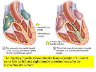 The impulses from the atrioventricular bundle (bundle of His) next travel into the  left and right bundle branches  located in the interventricular septum. 